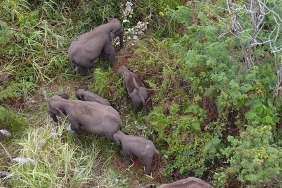 PEUSANGAN ELEPHANT