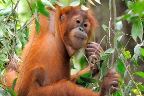 Orangutan Sumatra