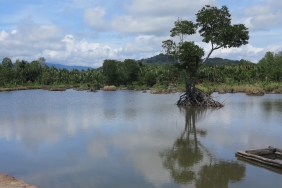 PEMELIHARAAN IKAN BANDENG