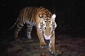 HARIMAU